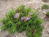 Day 3 - These flowers seemed to have no trouble with poor soil and harsh winters Day 3 - These flowers seemed to have no trouble with poor soil and harsh winters